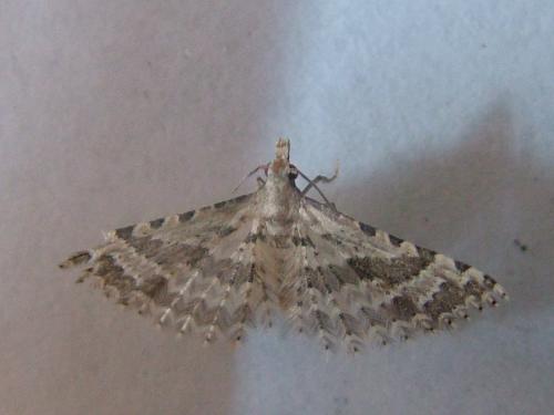 Alucita sp.